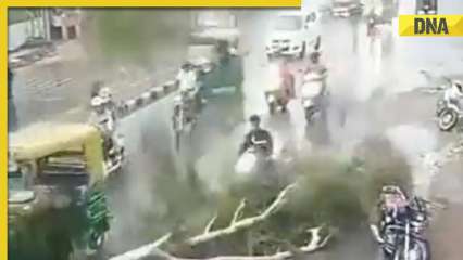 On cam: Massive tree collapses in heavy rain, falls on moving scooter in Rajasthan's Jodhpur
