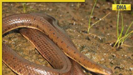 Uttar Pradesh news: 3-year-old mistakes snake for chocolate, chews it to death; know what happened next