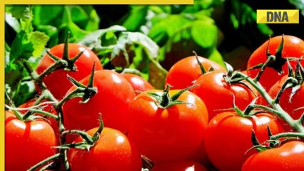 Tomato prices may cross Rs 100 per kg soon in this city: Report