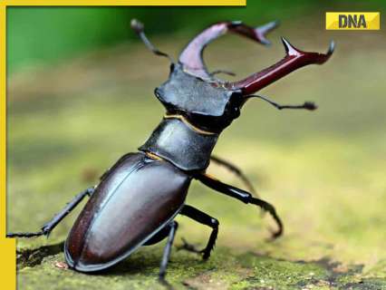 This stag beetle is pricier than a BMW or Audi, here's why