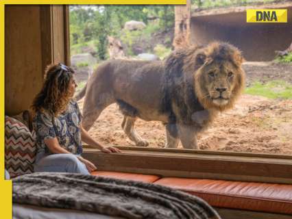 Experience a night like no other: Sleep with lions at this unique UK lodge