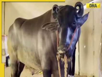 THIS Rs 23 crore buffalo lives luxurious life, eats dry fruits worth Rs 1500 daily, his semen is sold at...