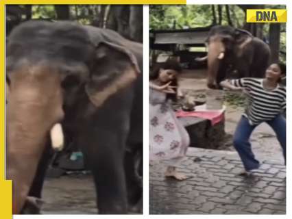 'So cute': Viral video captures elephant grooving to Bharatnatyam tune, netizens react, WATCH