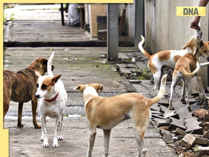 SC's BIG order on Delhi-NCR stray dogs, gives authorities 8 weeks to...