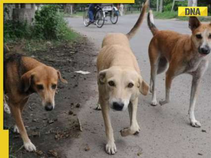 'Sterilisation, no street feeding': Key highlights of SC BIG verdict on stray dogs