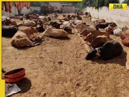 Delhi government releases Rs 20.26 crore for Gaushalas; licenses renewed