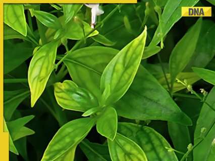 5 key benefits of Kalmegh: Bitter Ayurvedic herb for liver detox, digestion and overall health