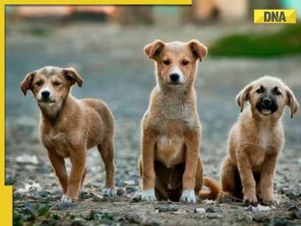 Stray Dogs Supreme Court Judgement: Citizens have right to live without fear of dog bites; orders ABC centre in every district by Aug 7