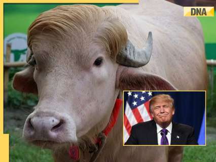 Viral 'Donald Trump' buffalo from Bangladesh, sold for sacrifice ahead of Eid al-Adha