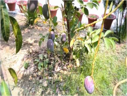 World's most expensive mango found in Ayodhya? Meet the farm