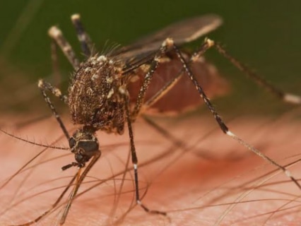 What is Chandipura Virus (CHPV)? 22 children dead, 35 infected in Gujarat