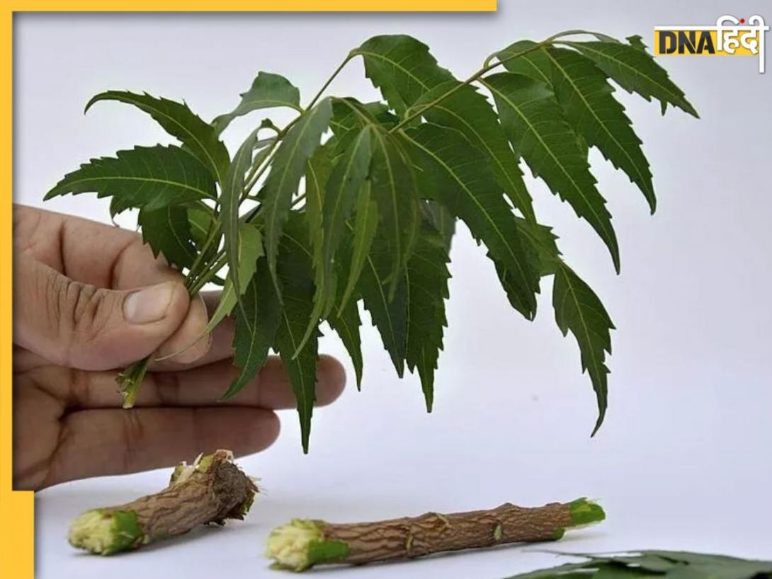 Neem Leaves Benefits: सुबह खाली पेट चबाएं नीम की पत्तियां सेहत को मिलेंग ये 4 फायदे, दुरुस्त रहेगी सेहत