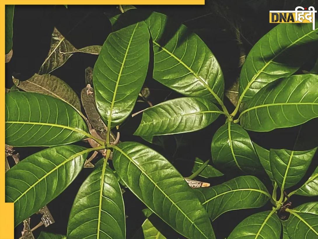 Leaves Health Benefits: डायबिटीज से लेकर एंग्जाइटी जैसी 5 बीमारियों के दुश्मन हैं ये हरे पत्ते, खाते ही दिखने लगेगा असर