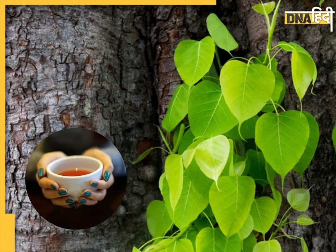 सेहत के लिए फायदेमंद है पीपल के पत्तों का काढ़ा, कोलेस्ट्रॉल से लेकर शुगर तक को करेगा कंट्रोल