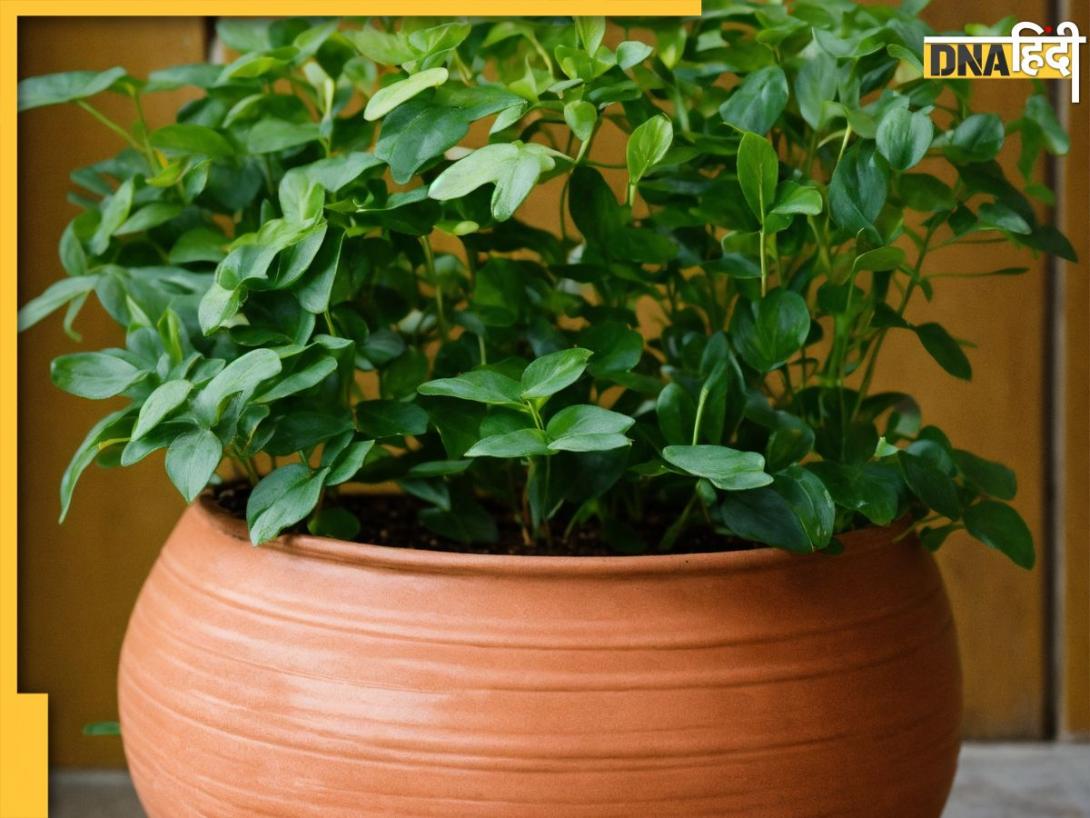 Curry Leaves Benefits: सुबह खाली पेट चबा लें हरे पत्ते, खाते ही मिलेंगे ये 6 फायदे