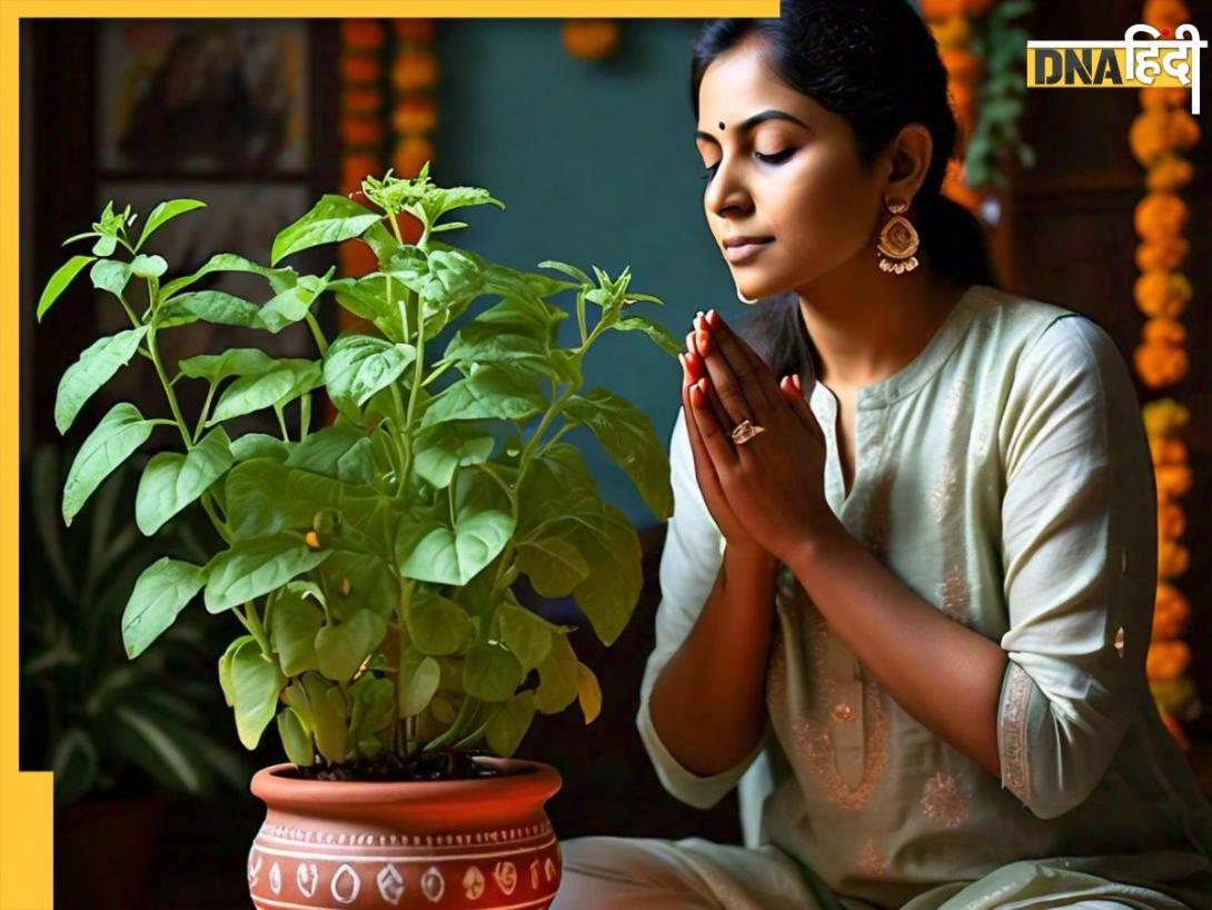 Dhanteras 2024 Tulsi Upay: गृहक्लेश और कर्ज से हैं परेशान तो धनतेरस पर करें तुलसी के ये उपाय, सभी समस्याएं हो जाएंगी खत्म