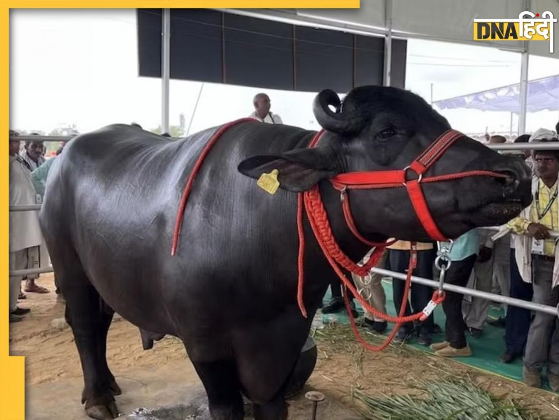 Viral Video: बिहार में शराबबंदी का शिकार हुआ ढाई करोड़ का शराबी भैंसा, सुबह-शाम टॉनिक की तरह पीता था कई लीटर बीयर