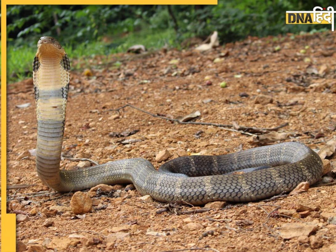 Shocking News: युवक ने King Cobra के डंसने पर तत्काल लिया बदला, मारकर थैले में डाला और पहुंच गया अस्पताल
