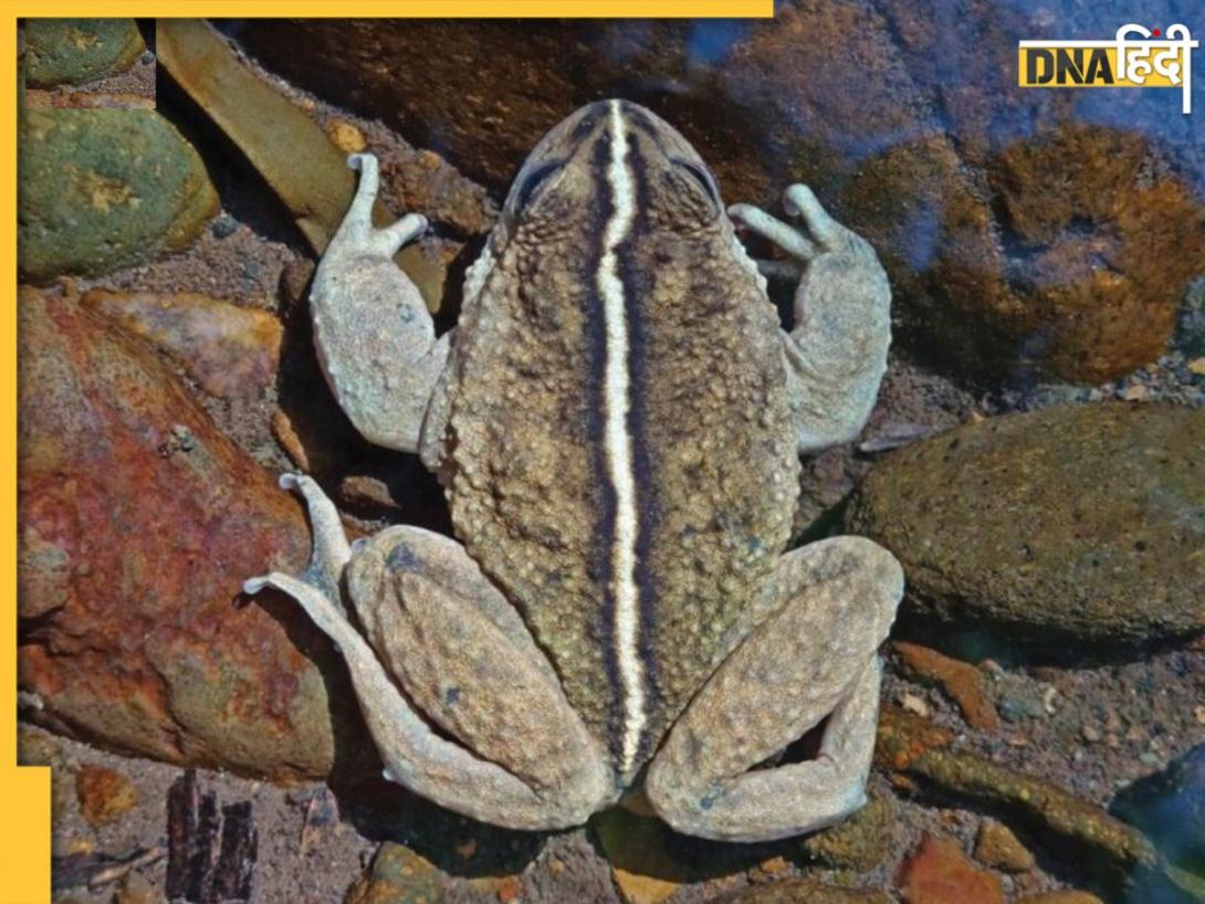 Elusive Rare Frog: चिली में 130 साल बाद फिर से मिला ये दुर्लभ और रहस्यमयी मेंढक, क्या है इसकी खासियत