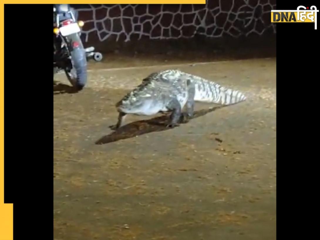 Viral Video: IIT बॉम्बे के कैंपस में आराम से घूम रहा था मगरमच्छ, लोगों ने ली चुटकी, बोले- 'प्लेसमेंट लेने आया होगा!'