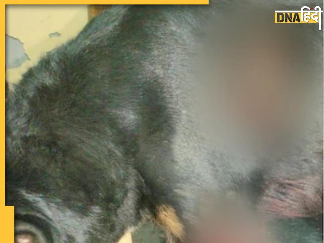 Greater Noida News: बेटे पर भौंका पड़ोसी का German Shepherd कुत्ता, गाड़ी से बांधकर 3 किमी तक घसीटता चला गया पिता