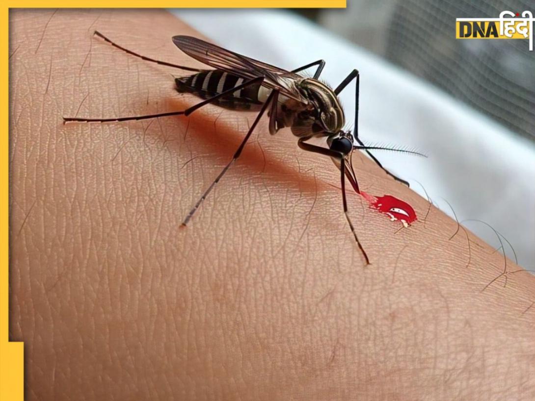 Malaria होने पर खानपान का रखें खास ख्याल, डाइट में शामिल करें ये चीजें