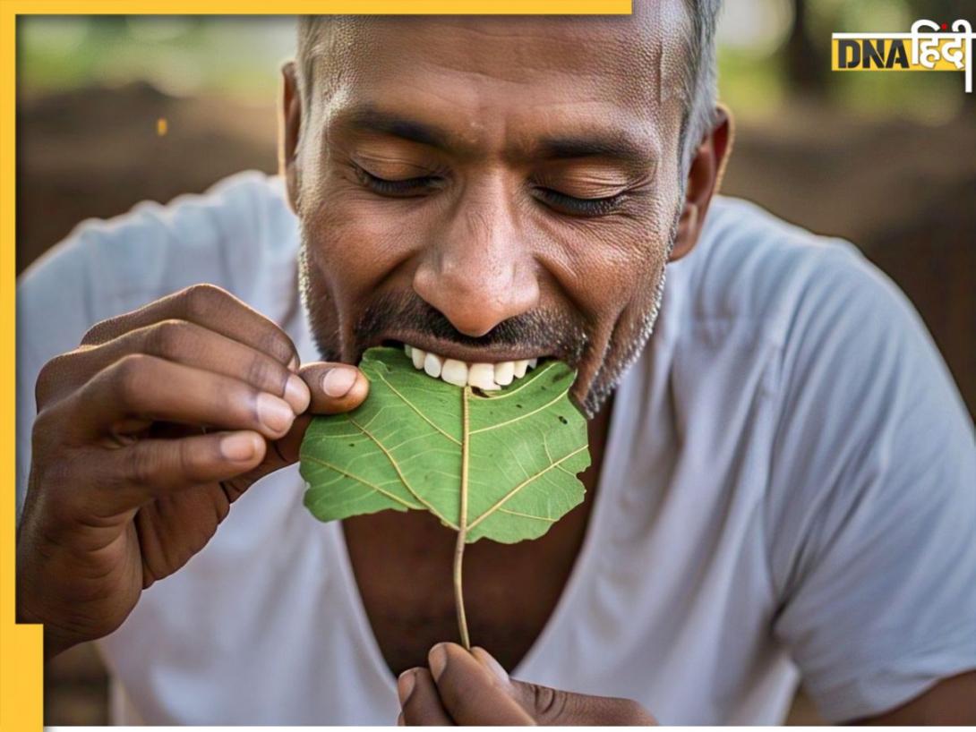 रोज सुबह खाली पेट चबाएं ये पत्ते, डायबिटीज और कोलेस्ट्रॉल जैसी समस्याओं से पाएं तुरंत राहत