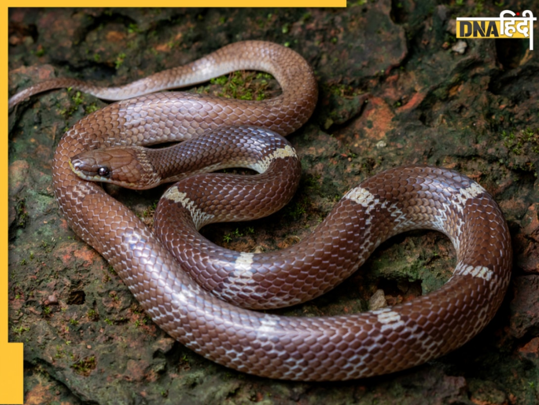 क्या होता है Indian Wolf Snake? कैसे बाकी सांपों से होता है अलग, जानें भारत में कहां-कहां पाया जाता है