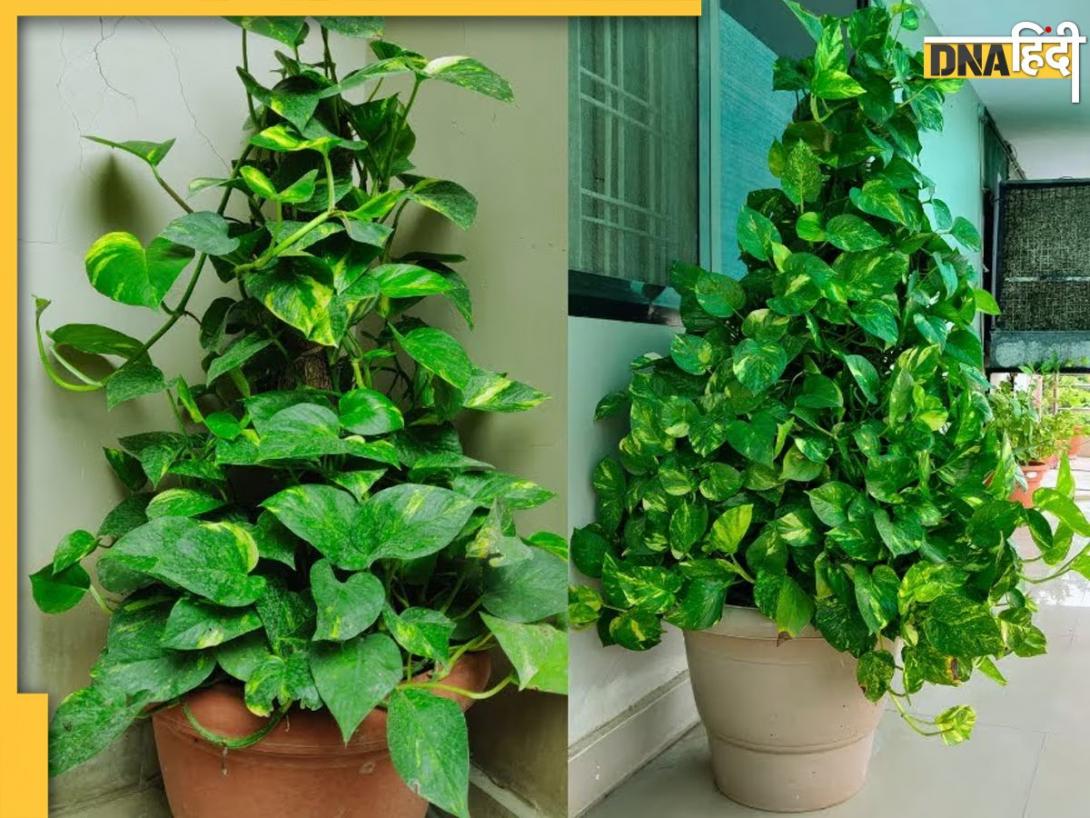 Vastu Tips For Money Plant: घर में मनी प्लांट सूखना होता है अशुभ, जानें कैसे मिलते हैं संकेत