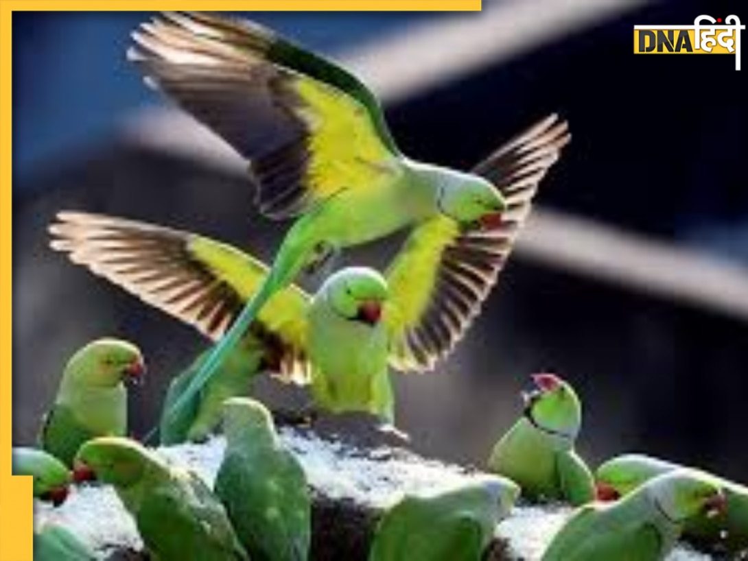 चेन्नई की ये छत बनी है 16 साल से पक्षियों का स्वर्ग, रोजाना जुटते हैं हजारों परिंदे, देश विदेश से देखने आते हैं पर्यटक