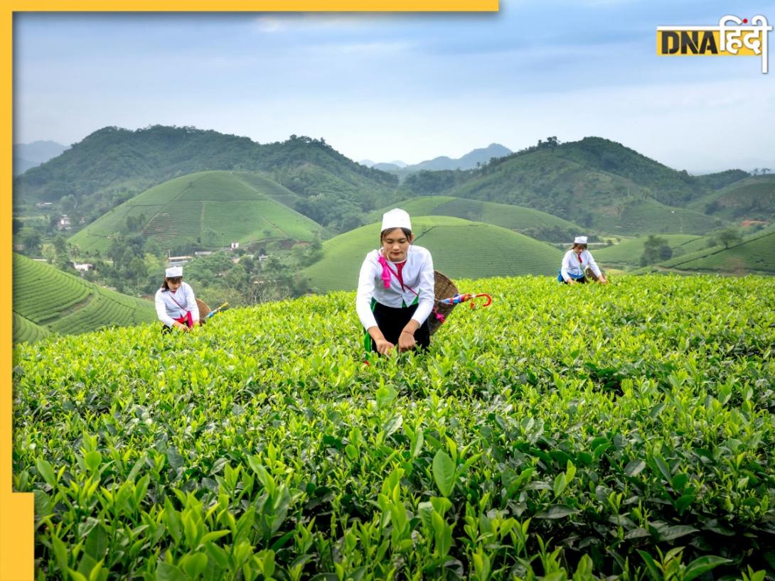 दुनिया के किस देश में सबसे ज्यादा पैदा होती है चाय? यहां देखें 5 टॉप Tea Producer Countries की लिस्ट