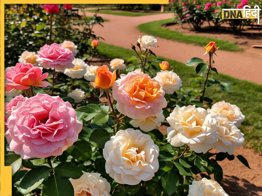 किस शहर को कहा जाता है Rose Garden of India? रंग-बिरंगे गुलाबों से भरी है यह City