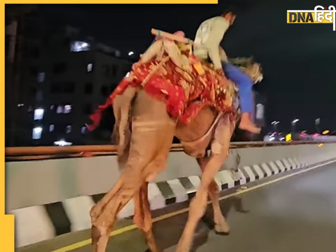 नशे में शख्स ने एक्सप्रेसवे पर दौड़ाया ऊंट, गाड़ियों के बीच बेकाबू हुआ जानवर, Video Viral 
