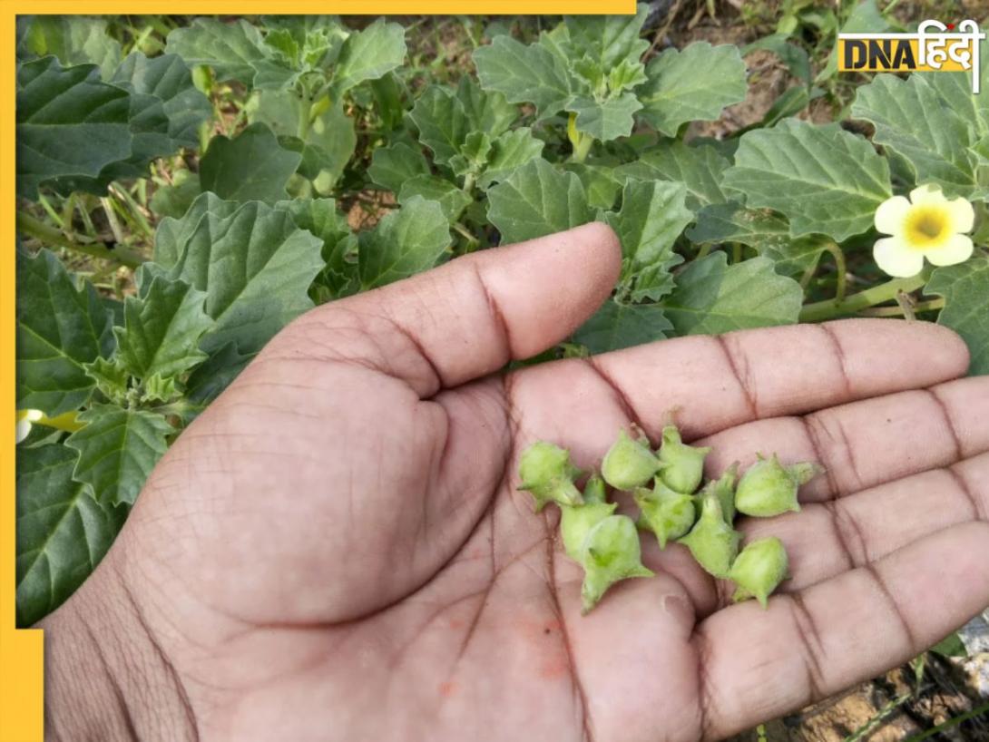 किडनी और हार्ट समेत कई बीमारियों के लिए रामबाण इलाज है गोखरू, जाने कैसे करें सेवन