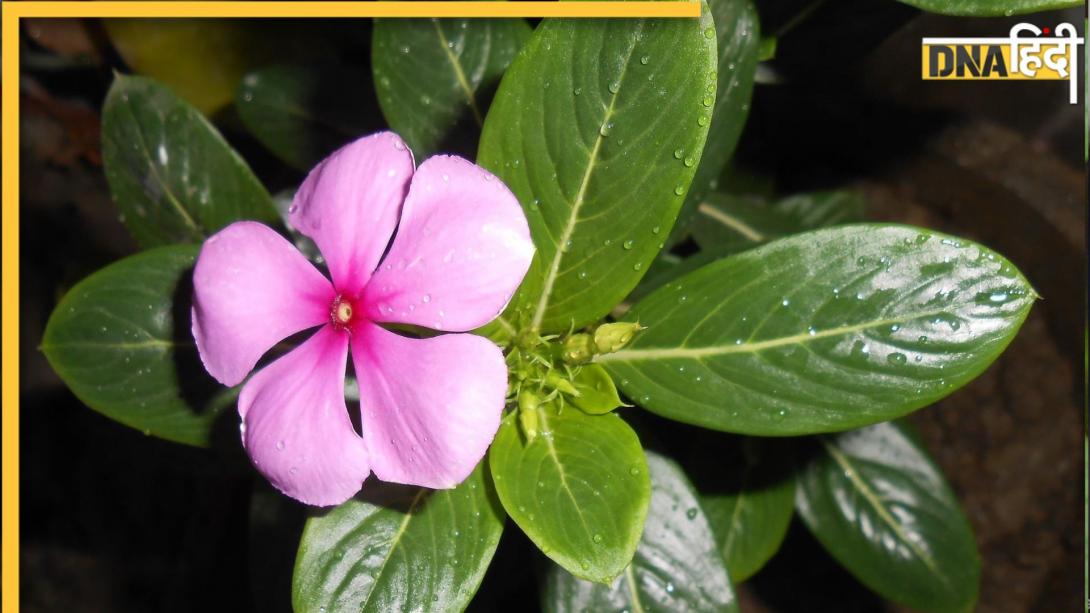 मेडिकल स्टोर है ये पूरा पौधा? डायबिटीज से लेकर गले के इंफेक्शन और कैंसर तक में करता है दवा की तरह काम