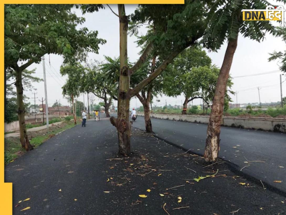 Bihar Viral News: 'ई बिहार बा!' 100 करोड़ रुपये का हाइवे, बीच में खड़े पेड़, लोग पूछ रहे- सड़क है या वीडियो गेम