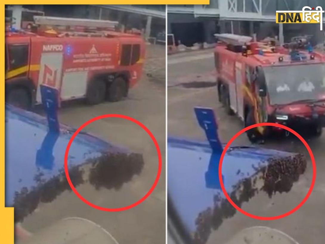 मधुमक्खियों ने एक घंटा लेट करा दी Indigo की सूरत-जयपुर फ्लाइट, पूरा मामला कर देगा हैरान