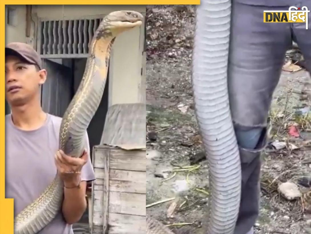 King Cobra के साथ युवक ने खेला खतरनाक खेल, वीडियो देख हो जाएगी सिट्टी-पिट्टी गुम