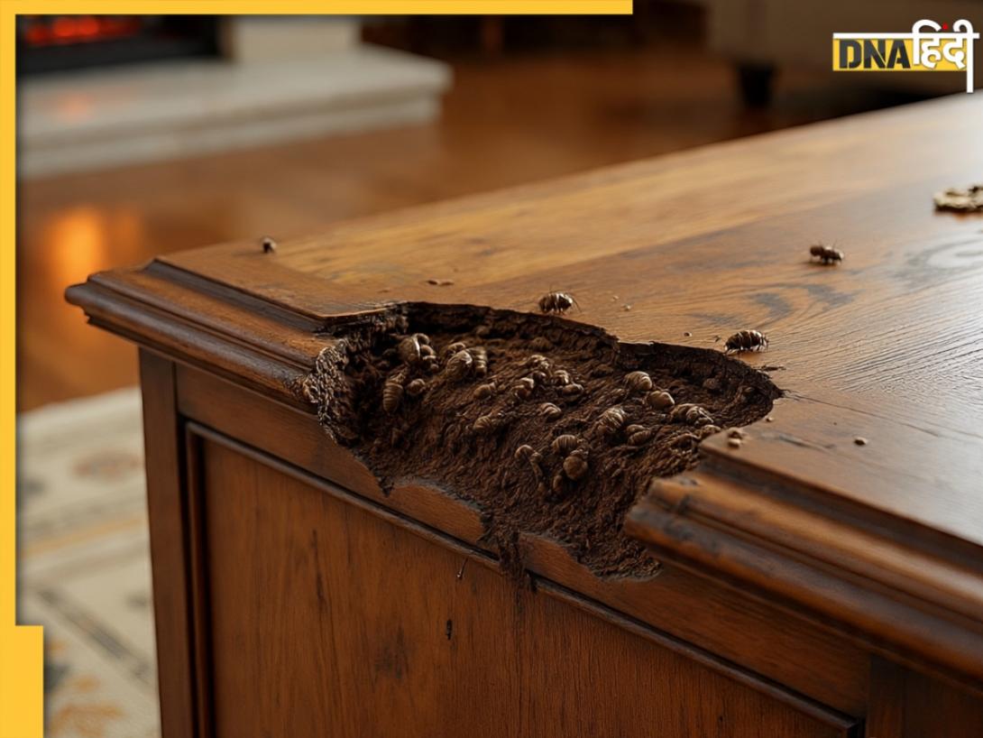 Wood Termites Remedy: घर के लकड़ी के फर्नीचर को खोखला कर रहे हैं दीमक? अपनाकर देखें ये आसान उपाय