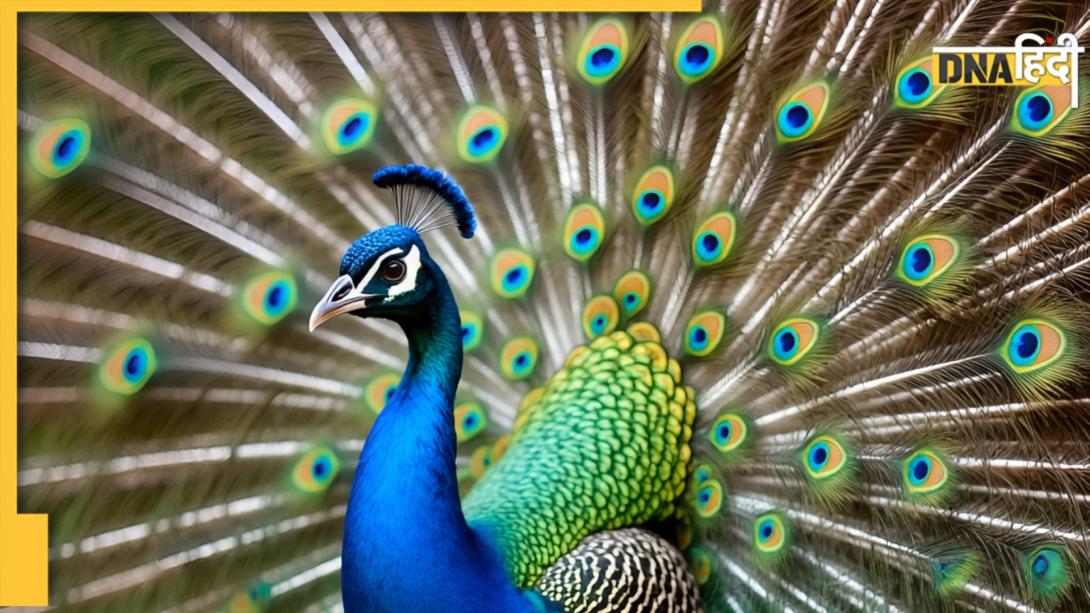 Peacocks Dancing: क्या मोर नाचते हैं तो पक्का होती है बारिश? महज कहावत, या कुछ और है असली वजह 