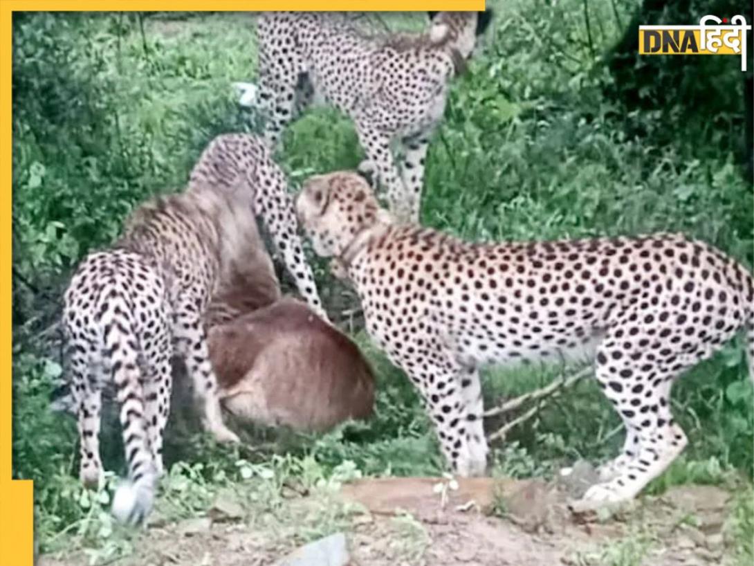 VIRAL VIDEO: बारिश के बीच घूमने निकली चीता फैमिली, हाईवे पर शावकों की चहलकदमी, देखें वीडियो