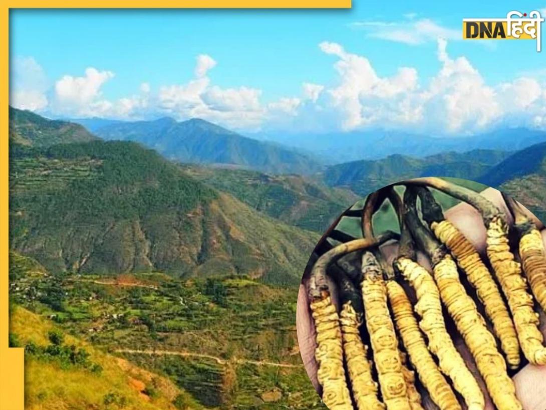 ताकत का खजाना है हिमालय के जंगलों में पाई जाने वाली ये खास जड़ी, कीमत जानकर उड़ जाएंगे होश