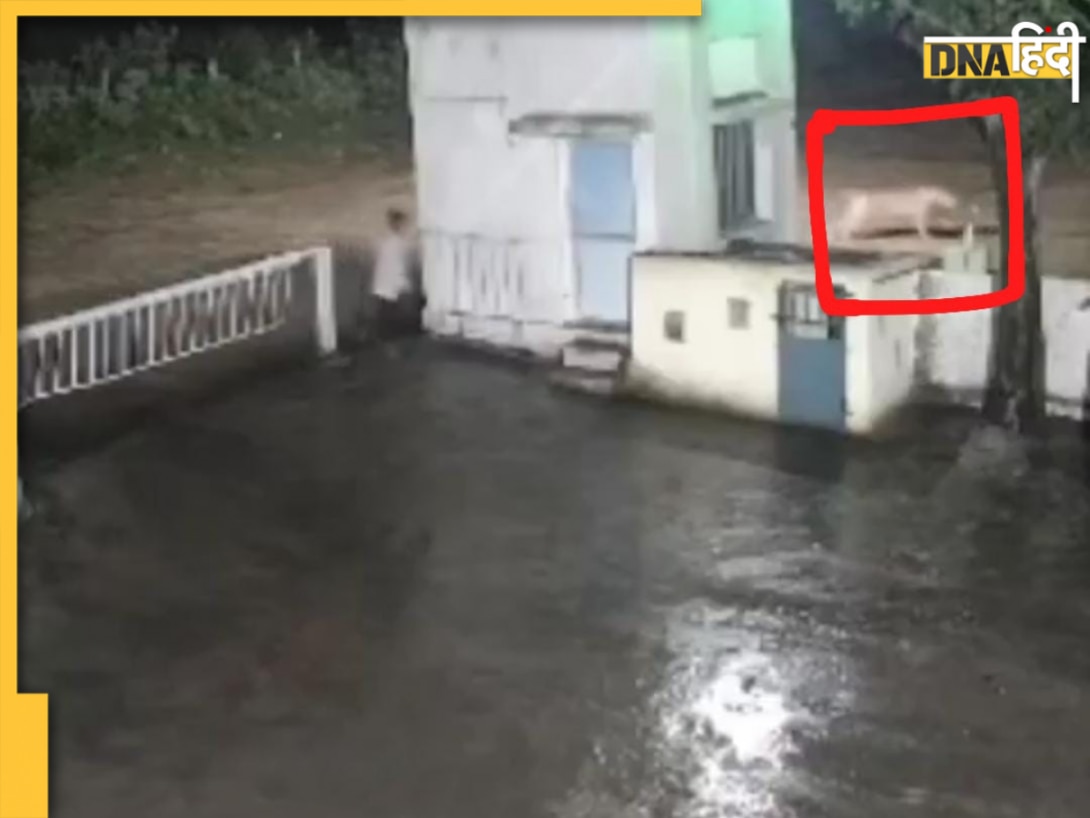 जंगल का राजा या डरपोक? इंसान को देखते ही शेर हुआ नौ-दो-ग्यारह, Video Viral