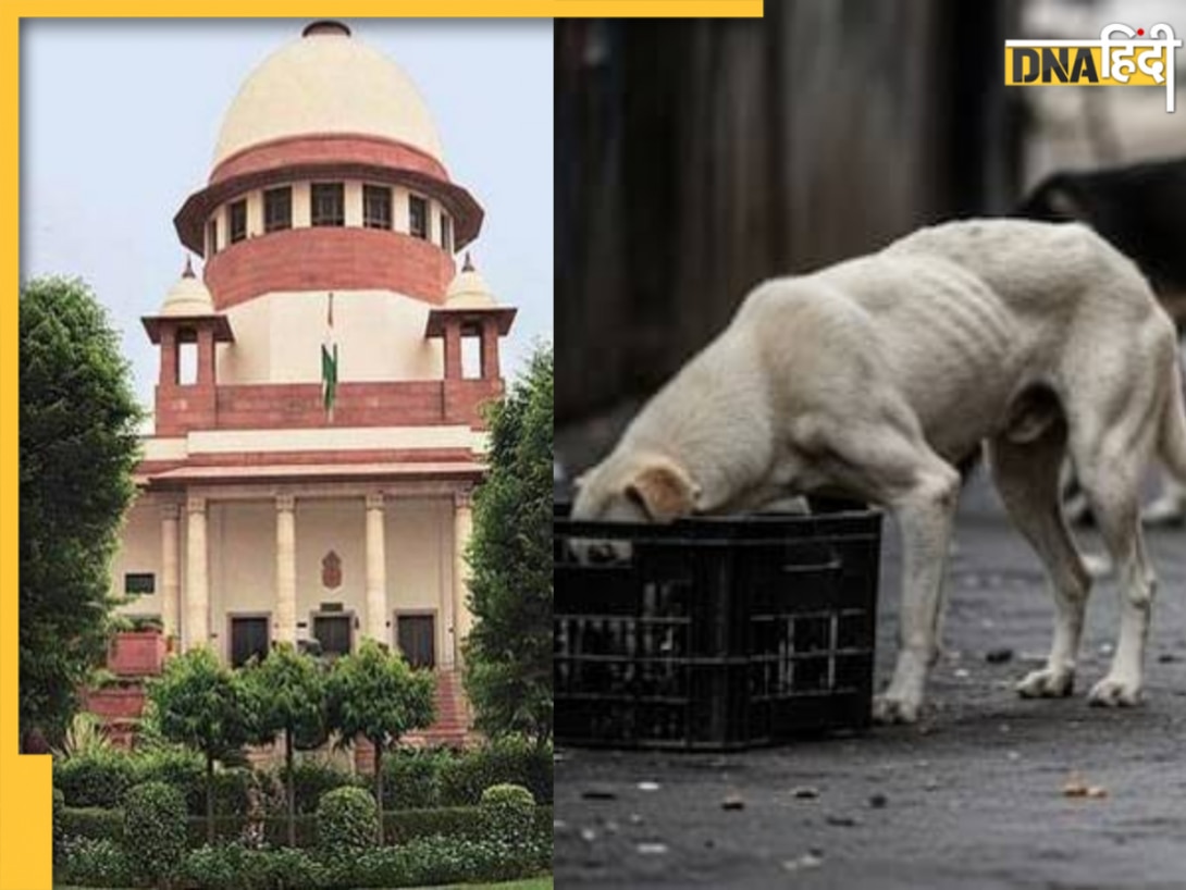 दिल्ली-NCR में आवारा कुत्तों पर कसेगा शिकंजा, सुप्रीम कोर्ट ने सुनाया बड़ा फैसला, जानें क्या है पूरा मामला