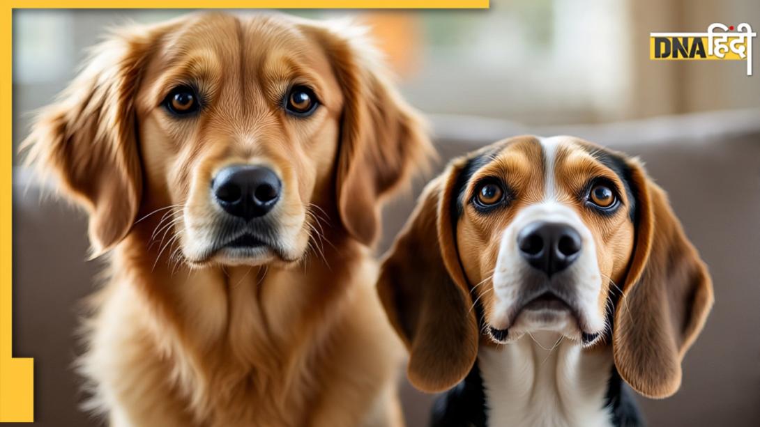 Pet Dog: घर में पाल रखे हैं पालतू कुत्ते? जान लें कितनी बार उन्हें एंटी रेबीज टीका लगवाना है जरूरी