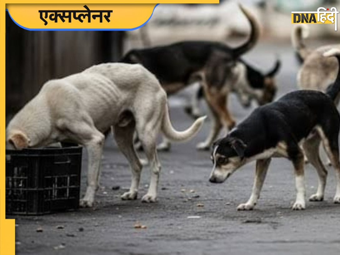 लावारिस कुत्ते समस्या हैं तो समाधान क्या है, जानिए विदेशों में क्या हैं प्रावधान