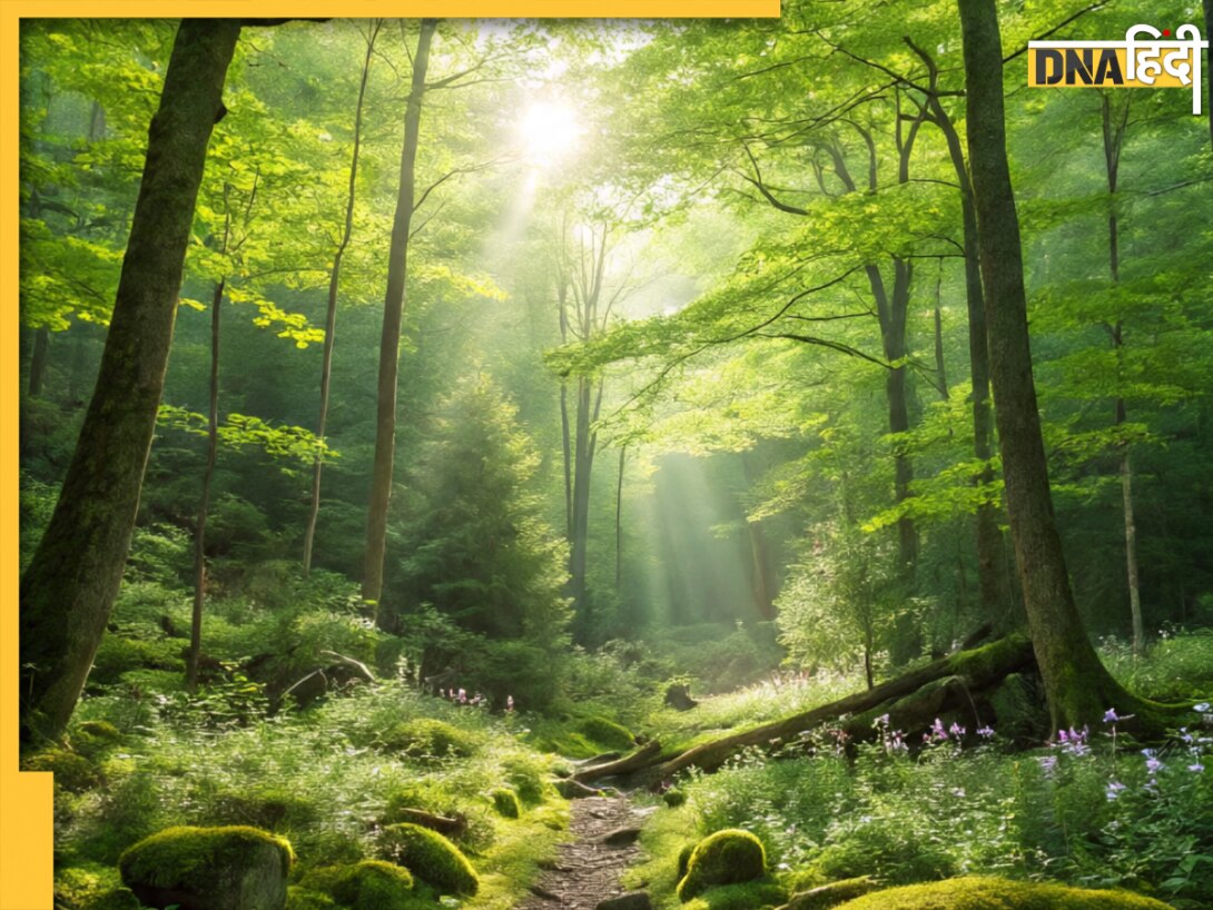 दुनिया के वो 5 देश जहां है सबसे ज्यादा जंगल, जानें कितनी है भारत की रैंकिंग