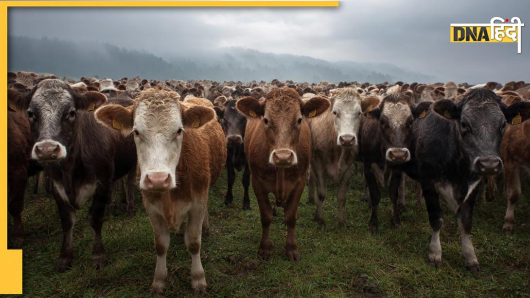 दुनिया का वो देश जहां इंसानों से ज्यादा है गायों की आबादी, कई भारतीय राज्यों से भी छोटी है ये Country