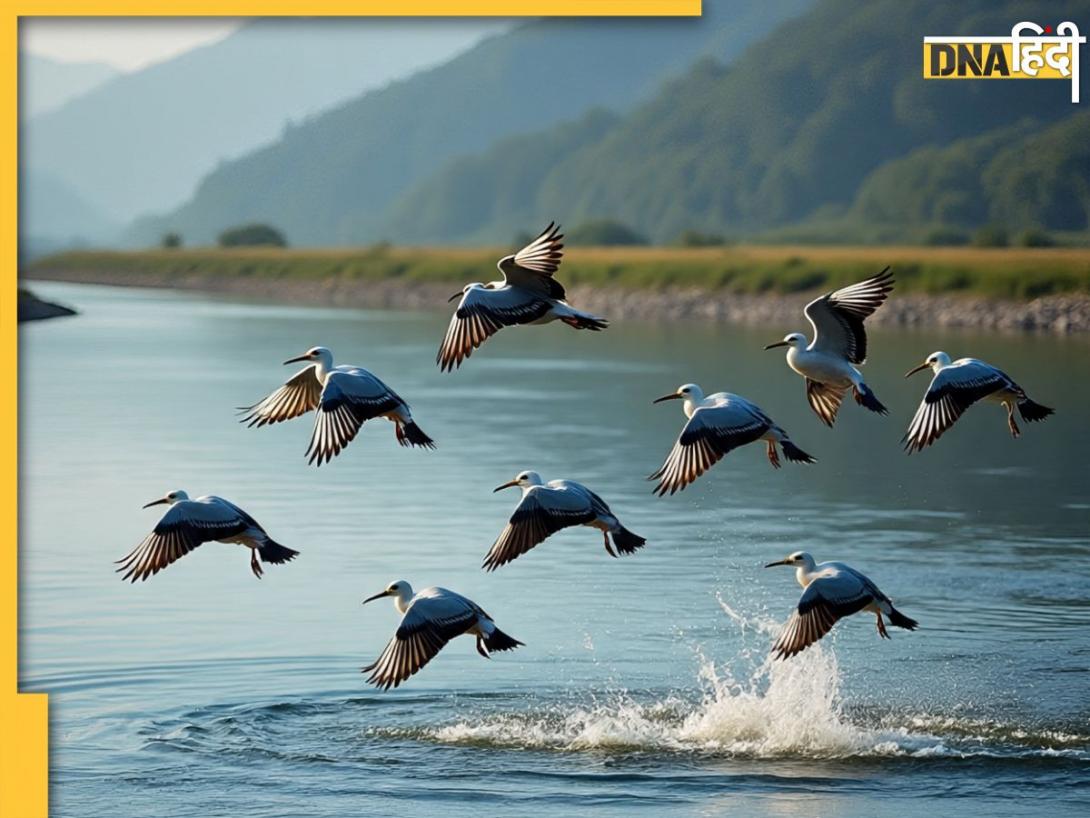 यूपी का ये शहर बना साइबेरियन पक्षियों का हनीमून डेस्टिनेशन? नवंबर से फरवरी के बीच आते हैं भारत