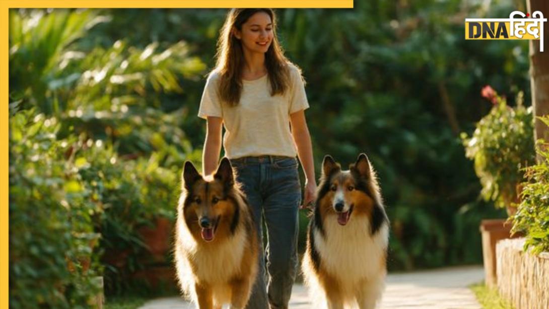 Intelligent Dog Breeds:  दुनिया की 10 सबसे बुद्धिमान कुत्तों की नस्लें कौन सी हैं? वफादारी कूट-कूटकर होती है भरी